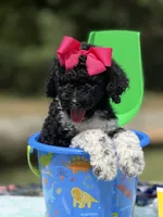 Pinky, a female Poodle - Multi-Colored Standard for sale in Charlottesville, VA – 1 of 4