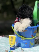 Po, a male Poodle - Multi-Colored Standard for sale in Charlottesville, VA – 2 of 9