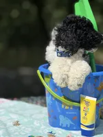 Po, a male Poodle - Multi-Colored Standard for sale in Charlottesville, VA – 3 of 9