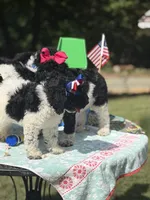 Marie, a female Poodle - Multi-Colored Standard for sale in Charlottesville, VA – 2 of 6