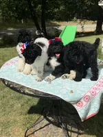 Po, a male Poodle - Multi-Colored Standard for sale in Charlottesville, VA – 9 of 9