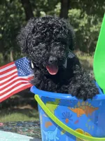 Toulouse, a male Poodle - Multi-Colored Standard for sale in Charlottesville, VA – 1 of 3