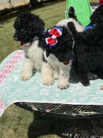 Po, a male Poodle - Multi-Colored Standard for sale in Charlottesville, VA – 6 of 9