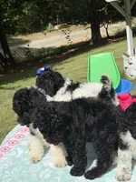 Marie, a female Poodle - Multi-Colored Standard for sale in Charlottesville, VA – 4 of 6
