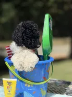 Po, a male Poodle - Multi-Colored Standard for sale in Charlottesville, VA – 8 of 9