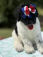 Marie, a female Poodle - Multi-Colored Standard for sale in Charlottesville, VA – 3 of 6