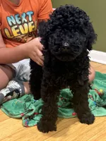 Toulouse, a male Poodle - Multi-Colored Standard for sale in Charlottesville, VA – 2 of 3