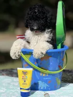 Po, a male Poodle - Multi-Colored Standard for sale in Charlottesville, VA – 1 of 9