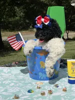 Marie, a female Poodle - Multi-Colored Standard for sale in Charlottesville, VA – 1 of 6