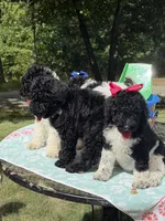 Po, a male Poodle - Multi-Colored Standard for sale in Charlottesville, VA – 5 of 9