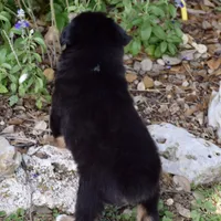 Orbit Chew, a male Miniature Australian Shepherd for sale in Evant, TX – 4 of 6