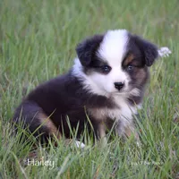 Hailey, a female Miniature Australian Shepherd for sale in Evant, TX – Photo 5 of 7