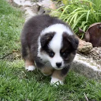 Hailey, a female Miniature Australian Shepherd for sale in Evant, TX – Photo 3 of 7