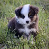 Hailey, a female Miniature Australian Shepherd for sale in Evant, TX – Photo 7 of 7