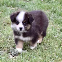 Hailey, a female Miniature Australian Shepherd for sale in Evant, TX – Photo 4 of 7