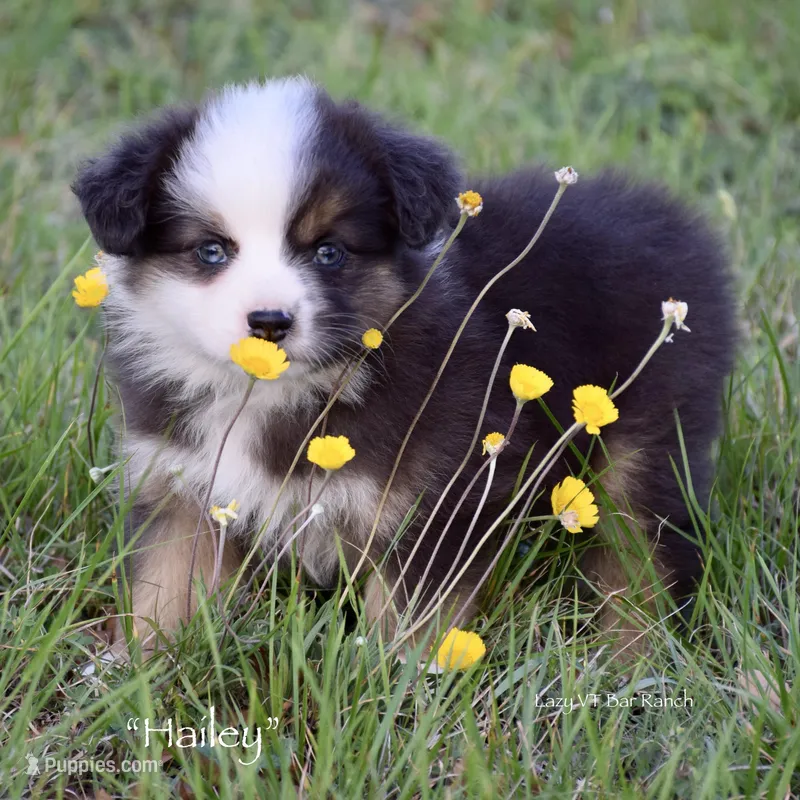 Hailey – Miniature Australian Shepherd puppy for sale in Evant, TX