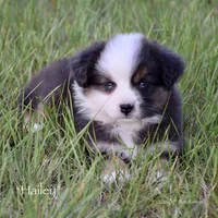 Hailey, a female Miniature Australian Shepherd for sale in Evant, TX – Photo 6 of 7