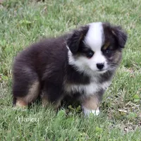 Hailey, a female Miniature Australian Shepherd for sale in Evant, TX – Photo 2 of 7