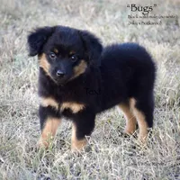 Bug, a male Toy Australian Shepherd for sale in Evant, TX – 2 of 9