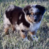 Chip, a male Toy Australian Shepherd for sale in Evant, TX – 2 of 7