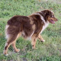Buckaroo, a male Miniature Australian Shepherd for sale in Evant, TX – 3 of 3