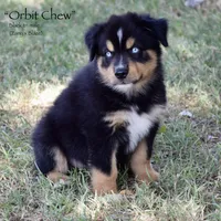 Orbit Chew, a male Miniature Australian Shepherd for sale in Evant, TX – 4 of 10