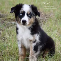 Kai, a male Miniature Australian Shepherd for sale in Evant, TX – 4 of 6