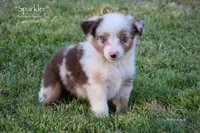Sparkler, a female Miniature Australian Shepherd for sale in Evant, TX – 8 of 10