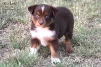 Rocket, a male Miniature Australian Shepherd for sale in Evant, TX – 6 of 10
