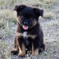 Glitch, a male Toy Australian Shepherd for sale in Evant, TX – 2 of 10