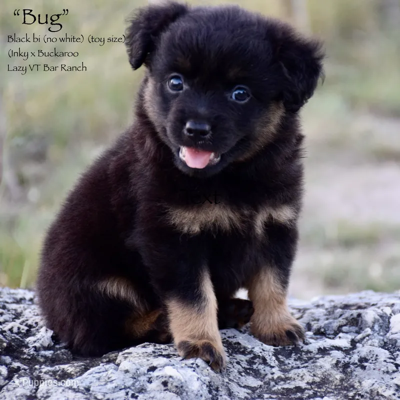 Bug – Miniature Australian Shepherd puppy for sale in Evant, TX
