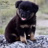 Bug, a male Miniature Australian Shepherd for sale in Evant, TX – 1 of 5