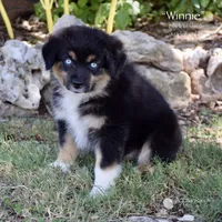 Winnie, a female Miniature Australian Shepherd for sale in Evant, TX – 6 of 10