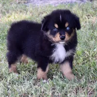 Astro Gummy, a male Miniature Australian Shepherd for sale in Evant, TX – 2 of 5