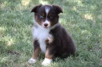 Flare, a male Miniature Australian Shepherd for sale in Evant, TX – 3 of 5