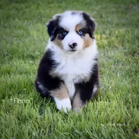 Penn, a male Miniature Australian Shepherd for sale in Evant, TX – 2 of 6