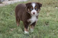 Firecracker, a female Miniature Australian Shepherd for sale in Evant, TX – 4 of 9