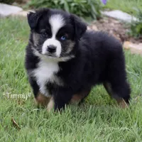 Timmy, a male Miniature Australian Shepherd for sale in Evant, TX – Photo 5 of 5