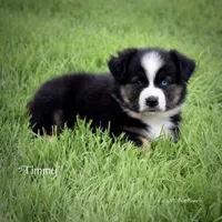 Timmy, a male Miniature Australian Shepherd for sale in Evant, TX – Photo 2 of 5