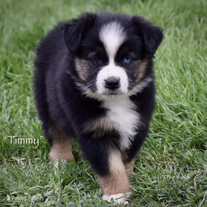 Timmy – Miniature Australian Shepherd puppy for sale in Evant, TX