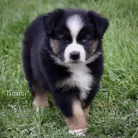 Timmy, a male Miniature Australian Shepherd for sale in Evant, TX – Photo 1 of 5