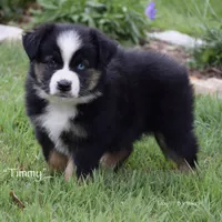 Timmy, a male Miniature Australian Shepherd for sale in Evant, TX – Photo 3 of 5