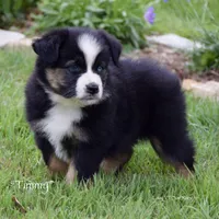 Timmy, a male Miniature Australian Shepherd for sale in Evant, TX – Photo 4 of 5