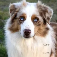 Firecracker, a female Miniature Australian Shepherd for sale in Evant, TX – 9 of 9