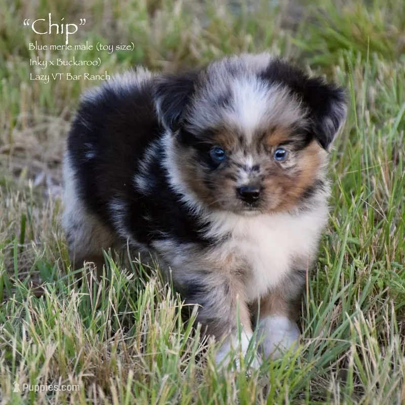 Chip – Miniature Australian Shepherd puppy for sale in Evant, TX