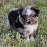 Chip, a male Miniature Australian Shepherd for sale in Evant, TX – 1 of 5
