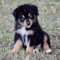 Astro Gummy, a male Miniature Australian Shepherd for sale in Evant, TX – 4 of 10