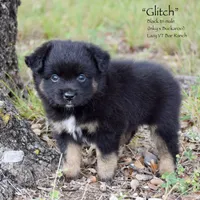 Glitch, a male Miniature Australian Shepherd for sale in Evant, TX – 4 of 6