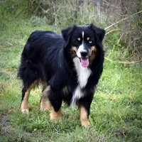 Beau, a male Miniature Australian Shepherd for sale in Evant, TX – Photo 3 of 5