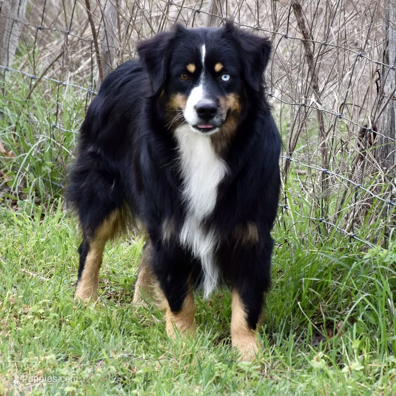 Beau – Miniature Australian Shepherd puppy for sale in Evant, TX